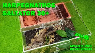 Экспериментальная колония муравьев Harpegnathos Saltator (Салтаторы)