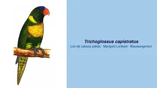 350 Parrot Species  -  #19 Trichoglossus capistratus