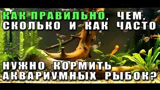 Как правильно кормить аквариумных рыбок. Чем, сколько и как часто.