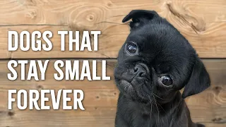 TOP 5 Small Dog Breeds That Stay Small