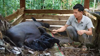 A herd of piglets was born, Cook porridge to increase pig milk - Luu Linh Family