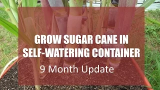 Growing Sugarcane in a Self-Watering Container - 9 Month Update