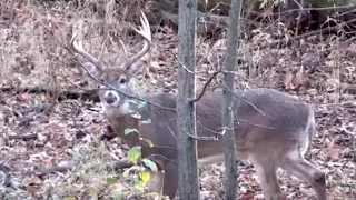 Eliminate Guesswork to Find and Kill More Deer