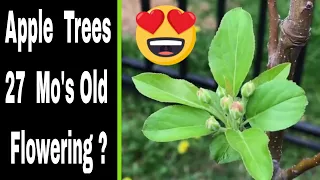 Growing Apple Trees From Seeds - 27 Months and Flowering?