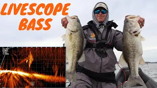Winter LIVESCOPE Jerkbait Fishing in STANDING TIMBER (Livescope Screen Footage)
