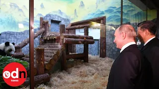 President Xi Jinping gifts Vladimir Putin two giant pandas