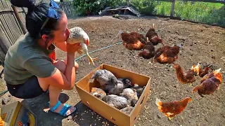 My wife buys young chickens for her farm