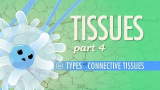 Tissues, Part 4 - Types of Connective Tissues: Crash Course Anatomy & Physiology #5