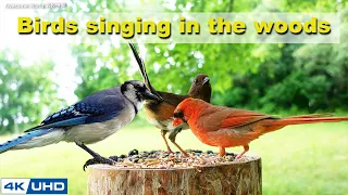 ASMR 4 HOURS of Birds Singing, No loop, 4K Bird Video, Digital Stress Relief Therapy, Cat TV, AW 042