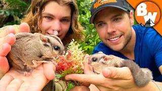 Secrets of Sugar Gliders REVEALED! Not as Cute as they LOOK!