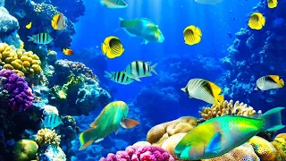 Beautiful underwater ocean good for relaxation..