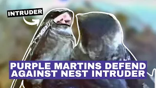 Purple Martins defending against a nest intruder