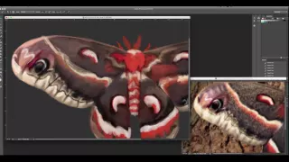 Hyalophora Cecropia Moth - Photoshop Speedpaint