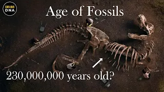 How Fossils are calculated | Age of Fossils