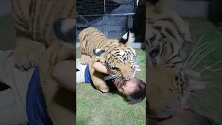 Naughty Kid Playing With Bengal Tiger | Nouman Hassan |