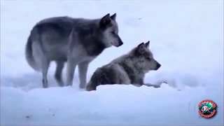 Снежные волки (Алексей Фролов)