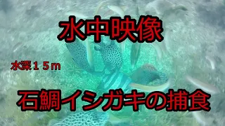 水中映像、石鯛、石垣鯛の捕食映像、水深１５ｍ水中撮影に成功しました、エサはガンガゼ。