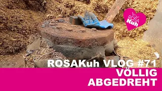 ROSAKuh VLOG#71 Es reißt nicht ab    abgerissen #Rosakuh #megaregional #Farmvlog #Hofmolkerei