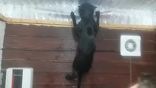 Кот не хочет купаться