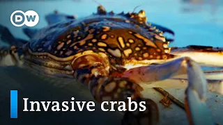 Tunisia: Invasive crabs as delicacy | Global Ideas
