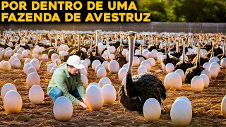 COMO FUNCIONA UMA FAZENDA DE AVESTRUZ? O MAIOR OVO DO MUNDO!