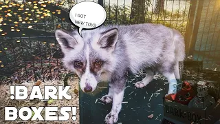 !!Archy and Willow the fur farm rescue foxes gets bark box!!