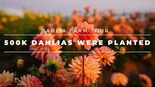 500,000 Dahlias Planted 🤯 Dahlia Tour // Meet The Farmer Series with Coast to Coast Home and Garden