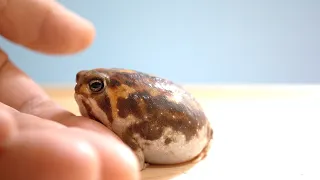 Rain frogs, wake up. Cute assortment 🎁