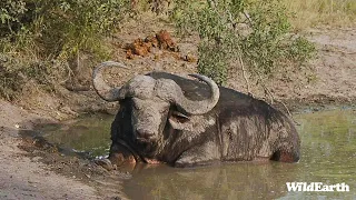 WildEarth - Sunset Safari -  22 February 2024