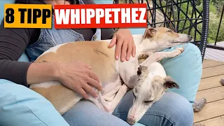 Kutyafajták - WHIPPET