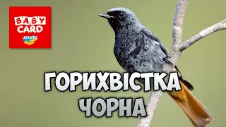 Горихвістка чорна. Перелітні птахи України. Серія «Природне довкілля». Пізнаймо світ разом!