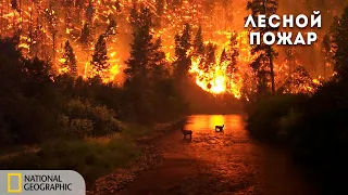 Взгляд изнутри: Операция лесной пожар | Документальный фильм National Geographic