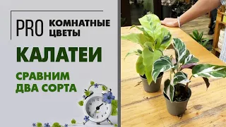 Калатея Уайт Миракл и Калатея Йеллоу Миракл. Обзор двух сортов растений.