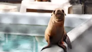 Science in Action: Sea Lion Pups | California Academy of Sciences