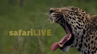 safariLIVE - Sunrise Safari - Oct. 16, 2017