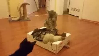 Funny Cats, Cute Kittens, Cute Cats (TRY NOT TO LAUGH) – Auri, Vin & 2-Euro – No.126