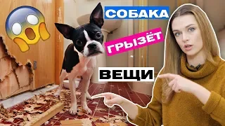 СОБАКА ГРЫЗЕТ ВЕЩИ В ДОМЕ | КАК ОТУЧИТЬ СОБАКУ ПОРТИТЬ ВЕЩИ?