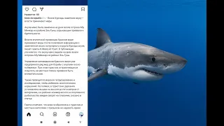 В Египте в районе Хургада снова заметили акулу 🦈#египет#акула2024