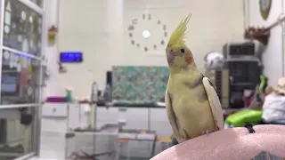 ฝึกนกร้องเพลงคริสต์มาส COCKATIEL training song:Christmas #คริสต์มาส #Cockatiel #BirdSing #Christmas