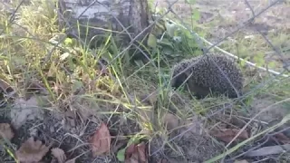 ёжик в огороде д. Вяхирево старица