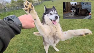 Old Husky turns into a Puppy with one simple thing