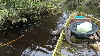 DILUAR DUGAAN SAAT PENGECEKAN RAWAI.. PANEN IKAN❎ PANEN ULAR✅