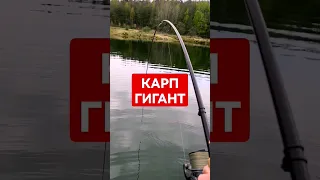 Клюнул огромный карп #карпфишинг