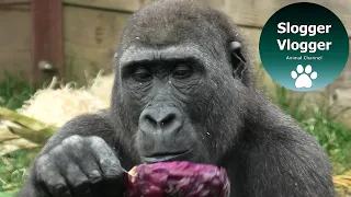 Gorilla Shufai Throws His Red Cabbage In The Air