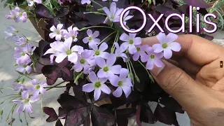 Oxalis Plant || Oxalis Triangularis || Oxalis Plant Care || Indoor Plant