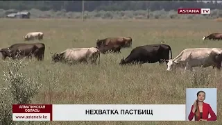 Сельчане пожаловались на нехватку земли для пастбищ в Алматинской области