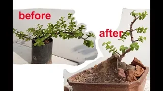 make Jade bonsai by wiring & prunning step by step for beginners