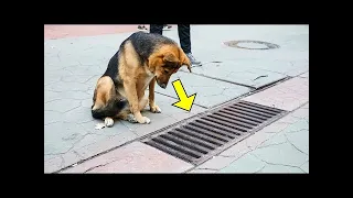 The Dog Looked into the Storm Drain Every Day, and when it was Opened - PEOPLE were Shocked!