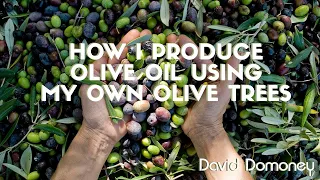 From Tree To Table: My Journey Of Making Olive Oil From Scratch!