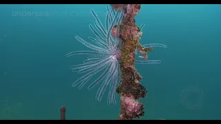 4K UltraHD underwater nature video stock footage Demo Reel UHD 'Undersea Realm in 4K'